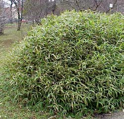 Bambou Pleioblastus pygmaeus
